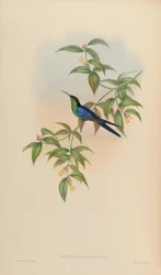 Thalurania watertonii